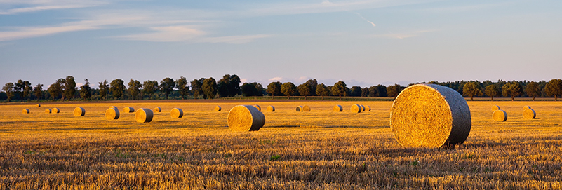 Wimmera Southern Mallee LLEN